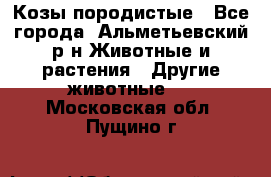 Козы породистые - Все города, Альметьевский р-н Животные и растения » Другие животные   . Московская обл.,Пущино г.